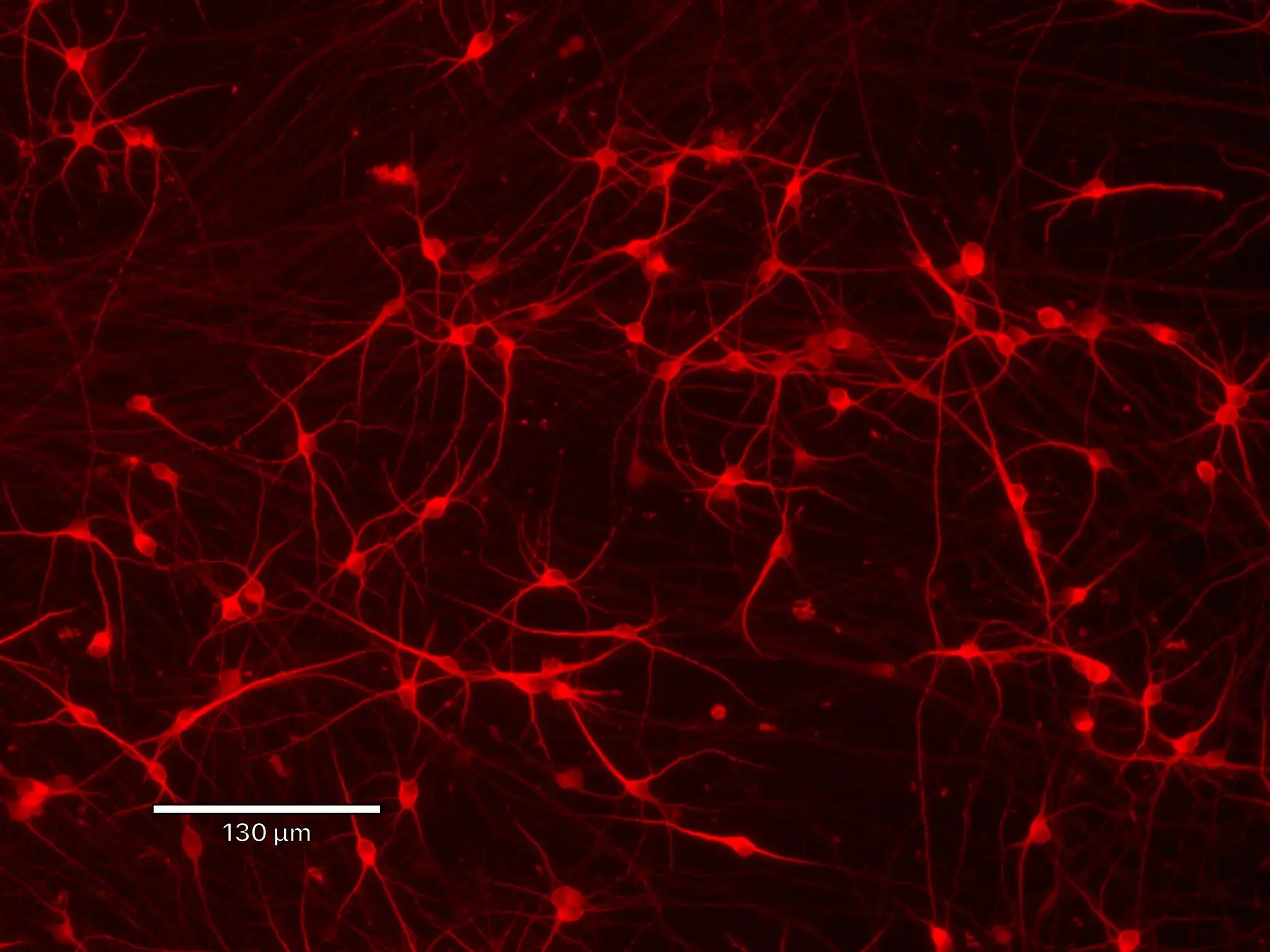 CRISPRko-Ready ioGlutamatergic Neurons