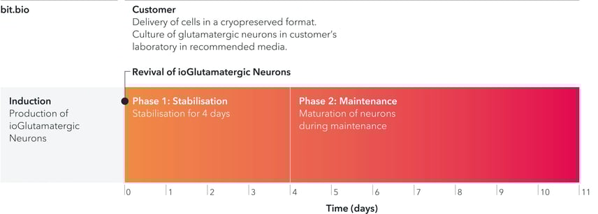 bit.bio_ioGlutamatergic_Neurons_WT_timeline