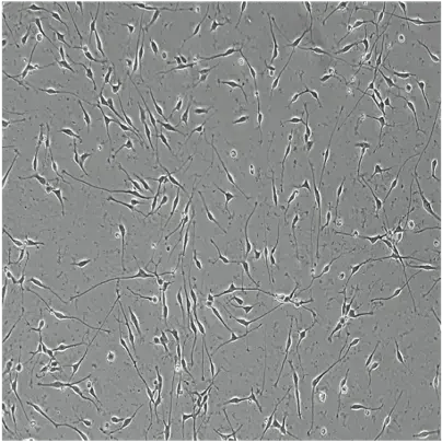 WT isogenic control brightfield day 1