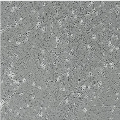 WT-isogenic-control-brightfield-Day-7_1
