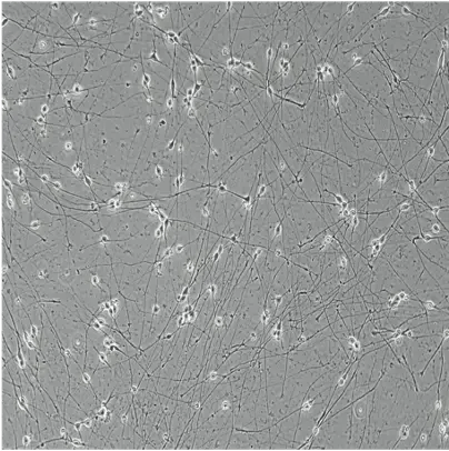 WT-isogenic-control-brightfield-day-4