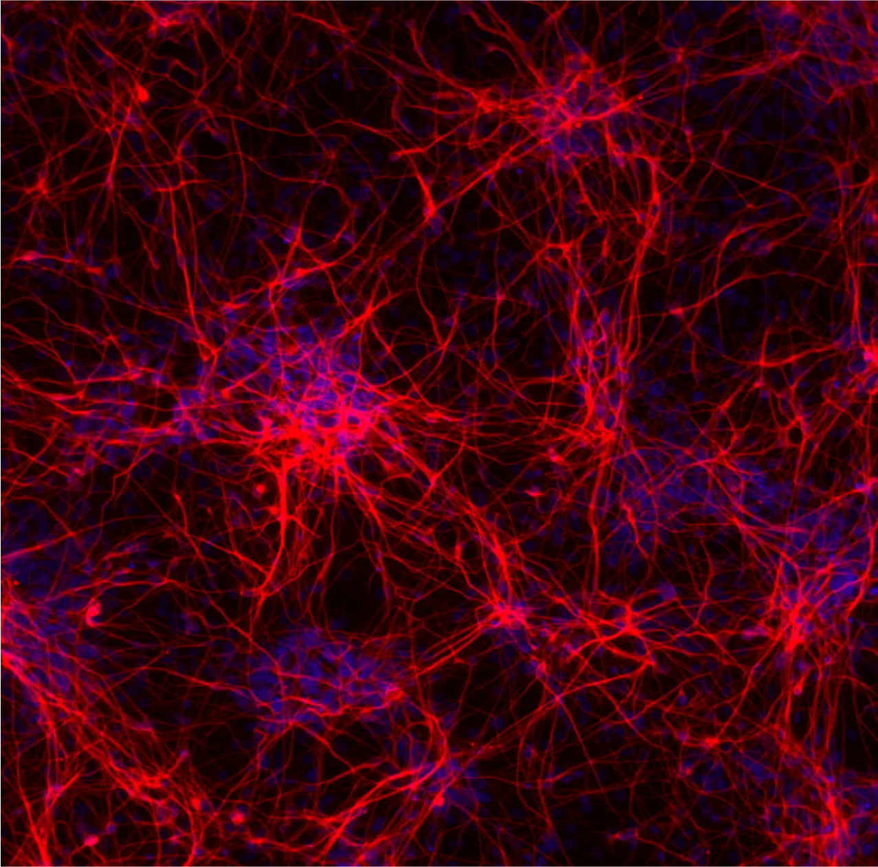 bit.bio-ioGlutamatergic-Neurons