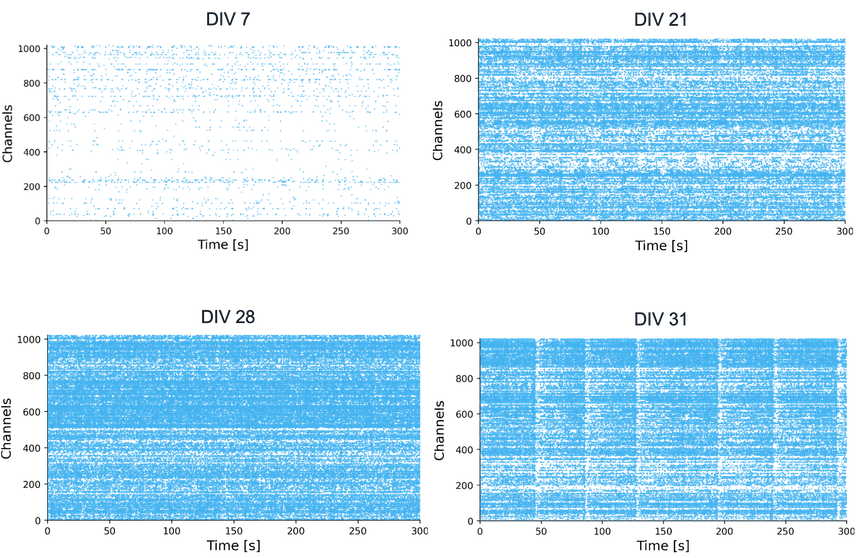 bit.bio Raster plots demonstrate spontaneous activity and synchronised bursting of glutamatergic neurons