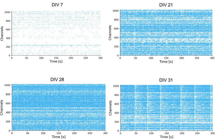bitbio-glutamatergic-neurons-activity-raster-plots-HD-MEA