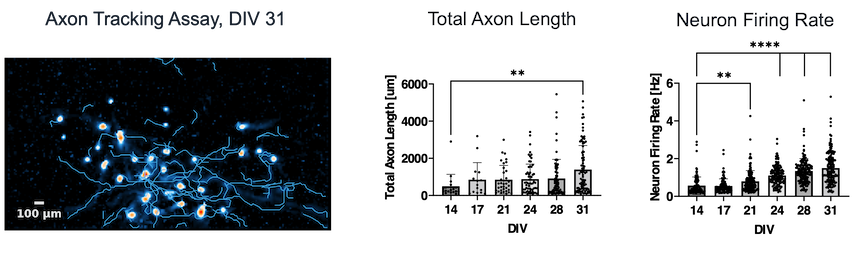 bit.bio HD-MEA shows an increase in axon length and firing rate as excitatory neurons mature
