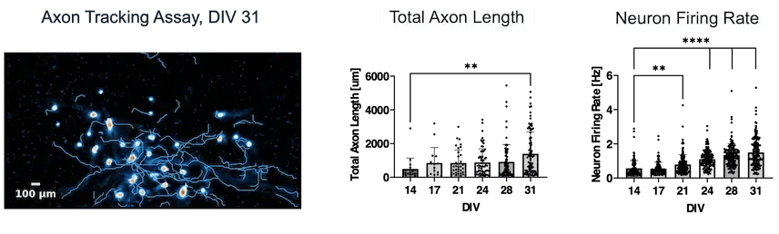 bitbio-glutamatergic-neurons-axon-tracking-firing-rate