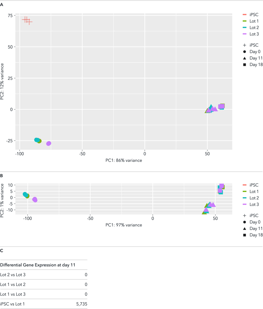 bit.bio Bulk RNA-sequencing data demonstrates consistency across manufacturing lots of glutamatergic neurons