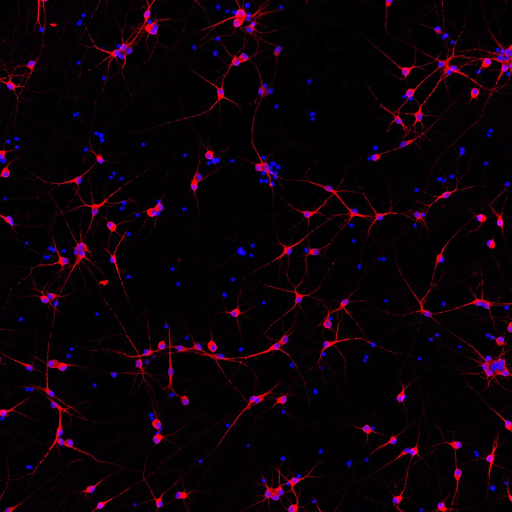 ioGlutamatergic Neurons APOE 3/3