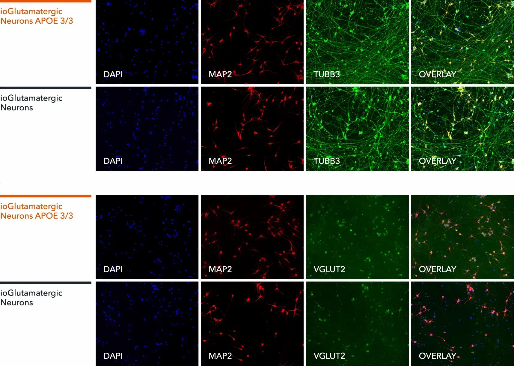 bit.bio-io1113-glutamatergic-neurons-apoe-3-3-map2-tubb3-vglut2