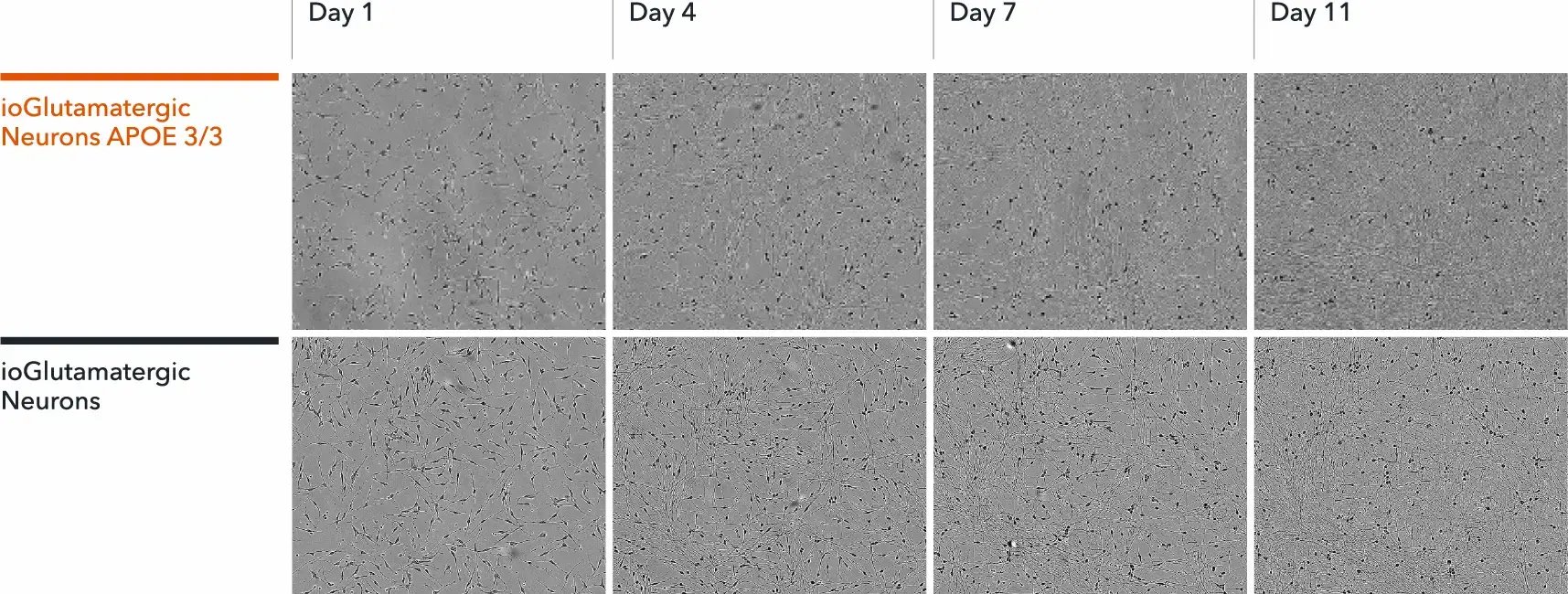 io1113-glutamatergic-neurons-apoe-3-3-morphology