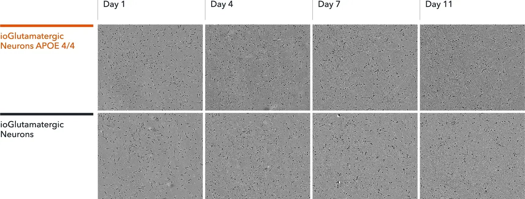 bit.bio-io1114-glutamatergic-neurons-apoe-4-4-morphology