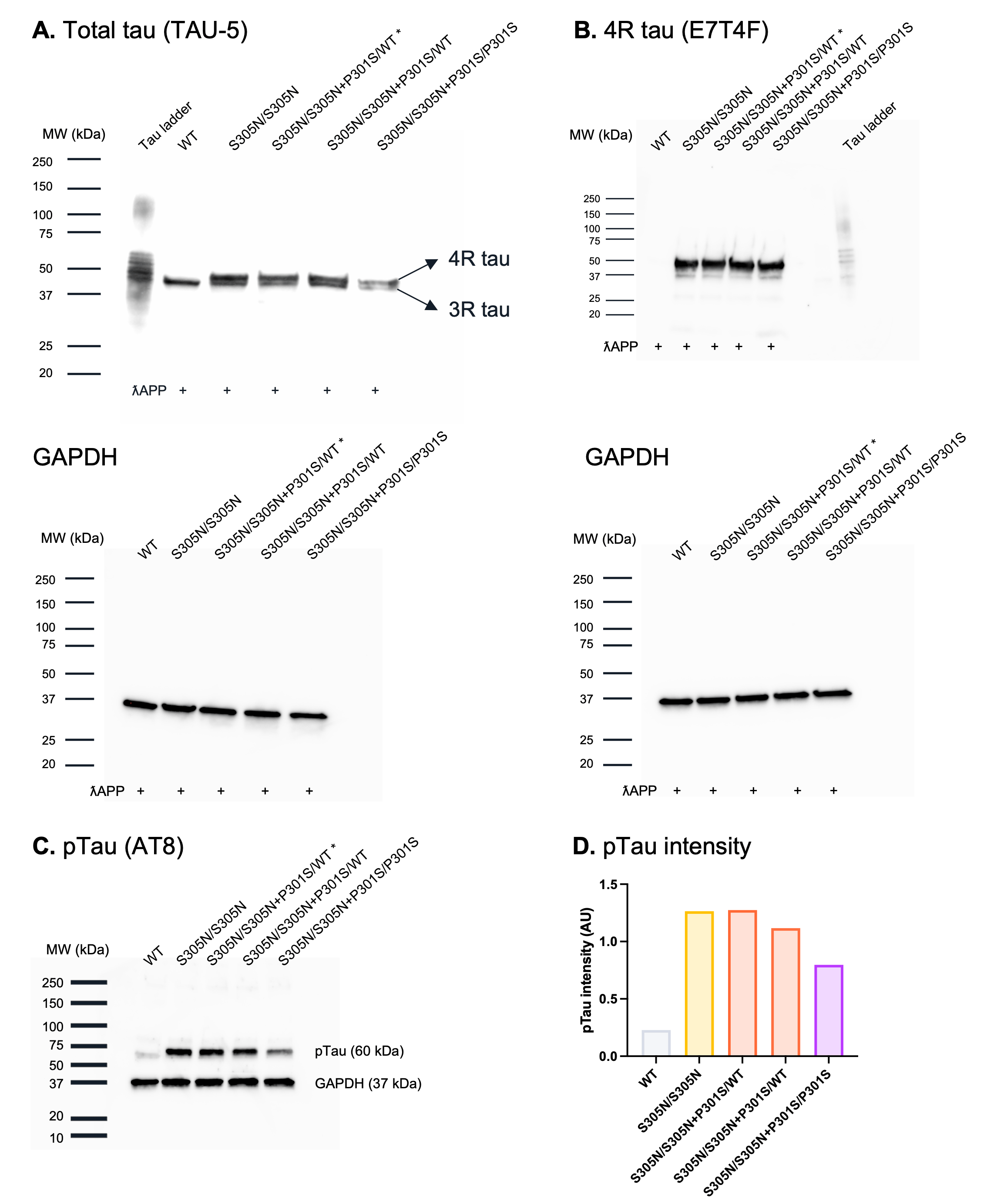 bit.bio-glutamatergic-neurons-mapt-s305n-p301s-western-blot-4r-tau-phospho-tau
