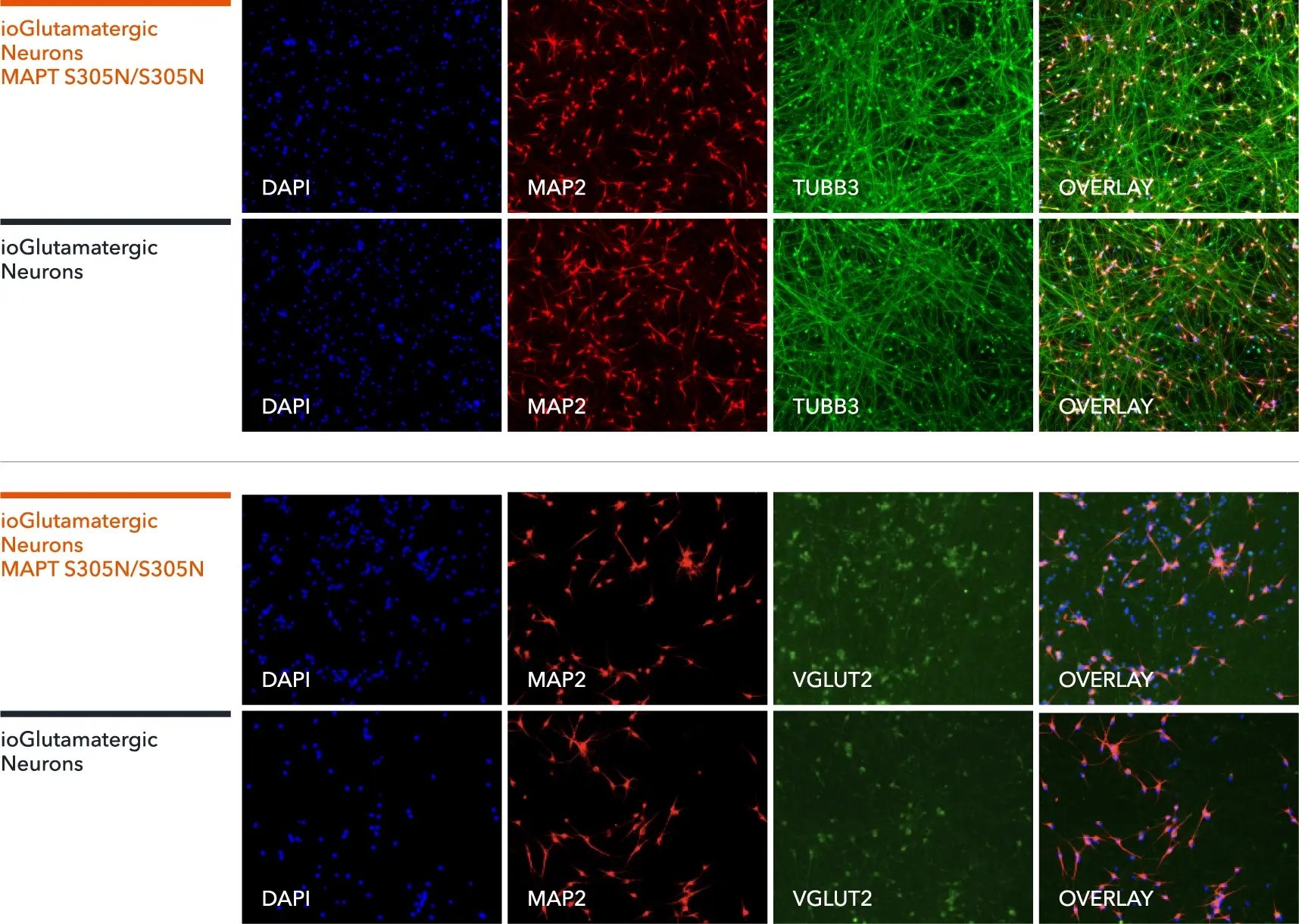 bitbio-io1115-glutamatergic-neurons-mapt-s305n-hom-protein-expression-map2-tubb3