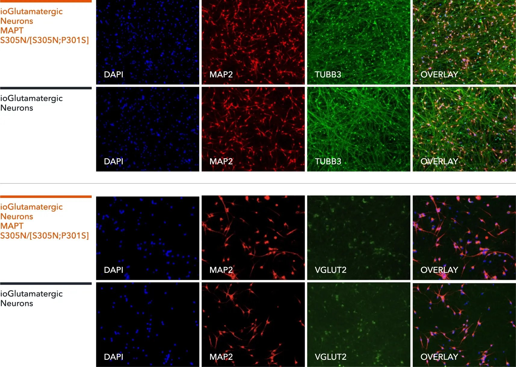 bitbio-io1116-glutamatergic-neurons-mapt-s305n-p301s-het-protein-expression-map2-tubb3