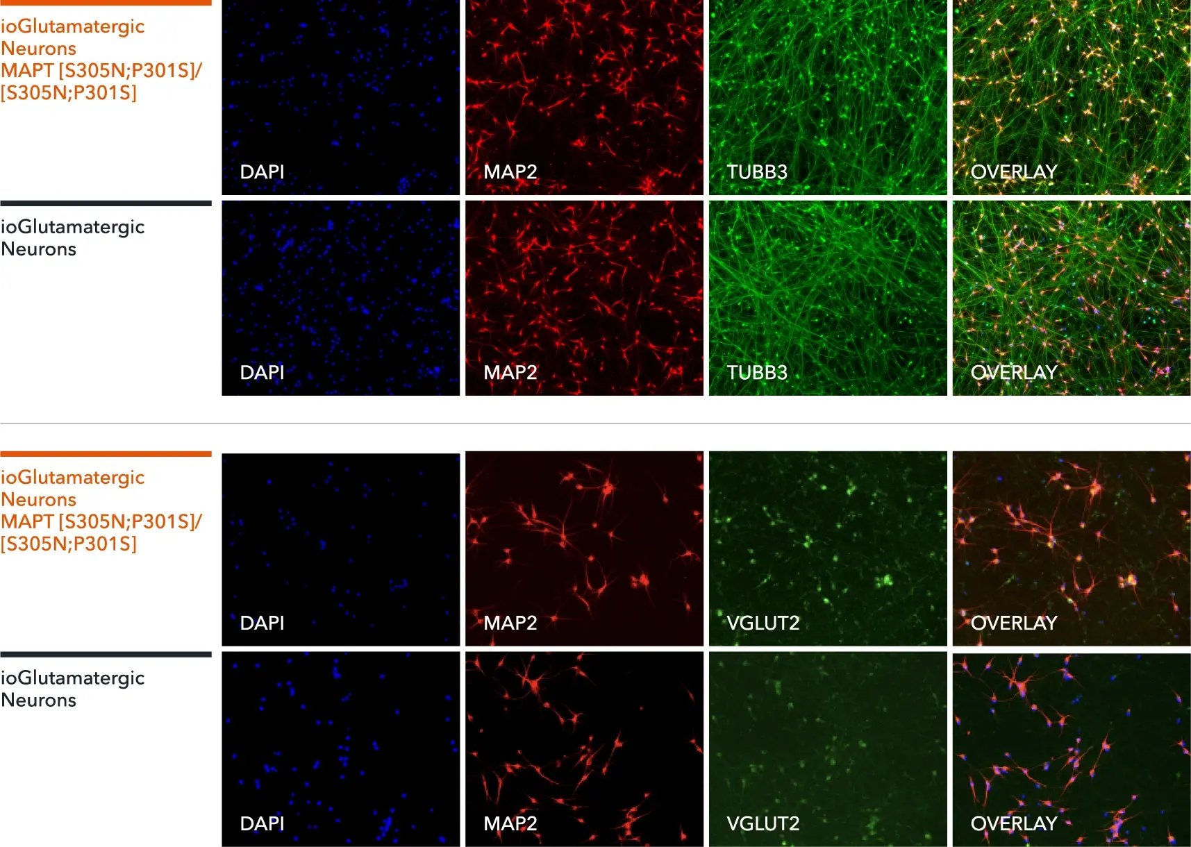 bitbio-io1117-glutamatergic-neurons-mapt-s305n-p301s-hom-protein-expression-map2-tubb3