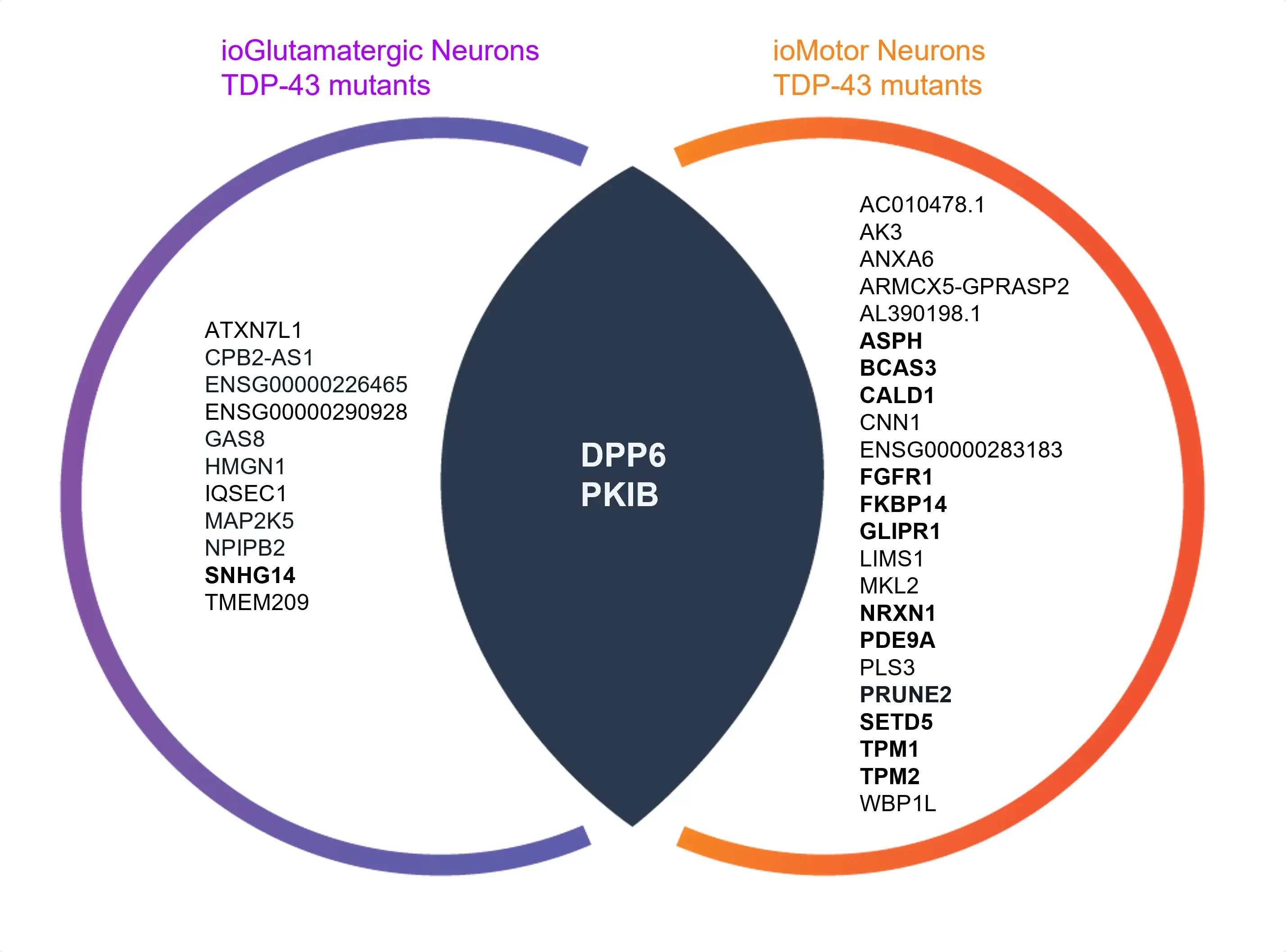 Identification-splice-variants-ioGlutamatergic-Neurons-and-ioMotor-Neurons