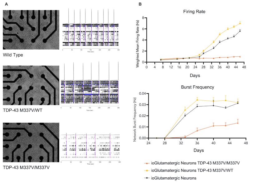 bit.bio-Glutamatergic-Neurons-TDP-43-M337V-phenotype-MEA-Axion