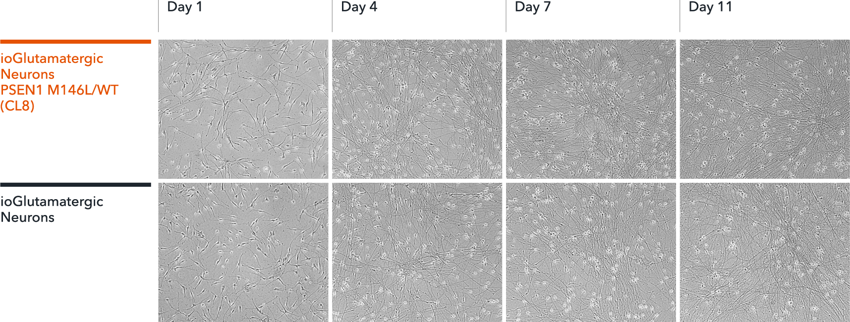 ioGlutamatergic Neurons PSEN1 M146L/WT mature rapidly, show glutamatergic neuron morphology and form structural neuronal networks