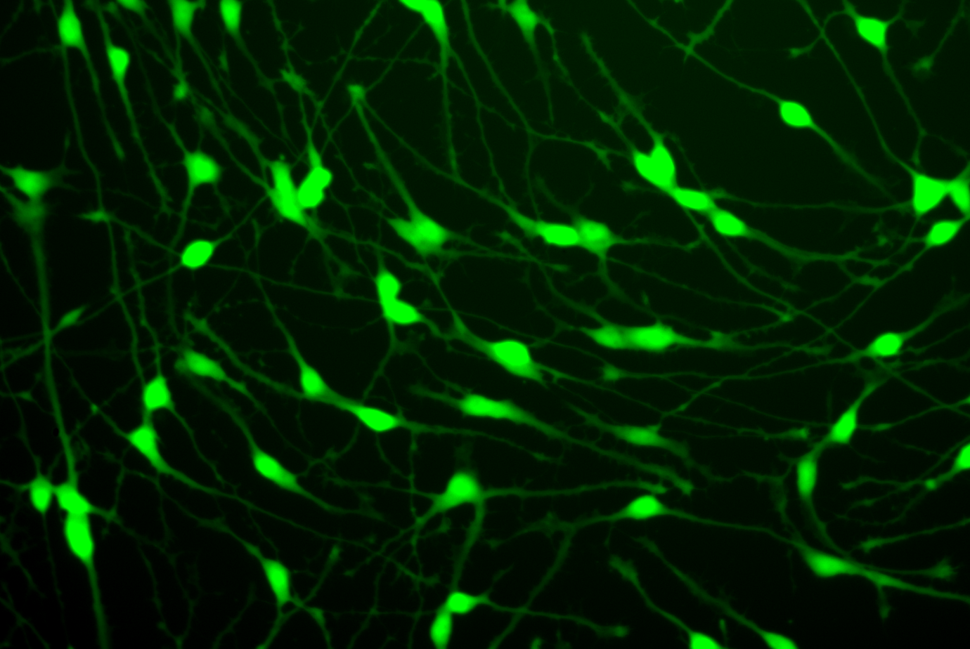 New! GFP ioGlutamatergic Neurons