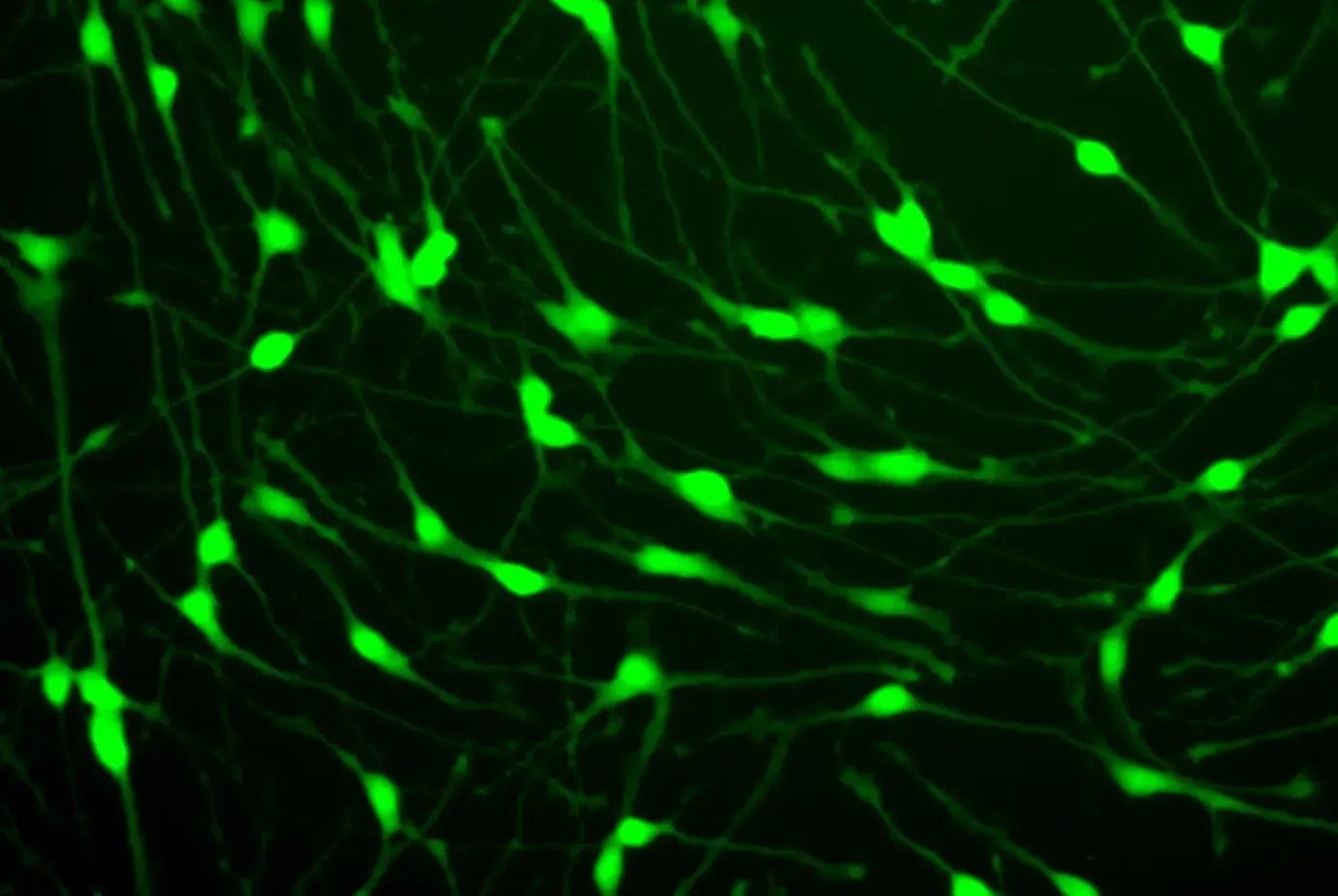 New! GFP ioGlutamatergic Neurons
