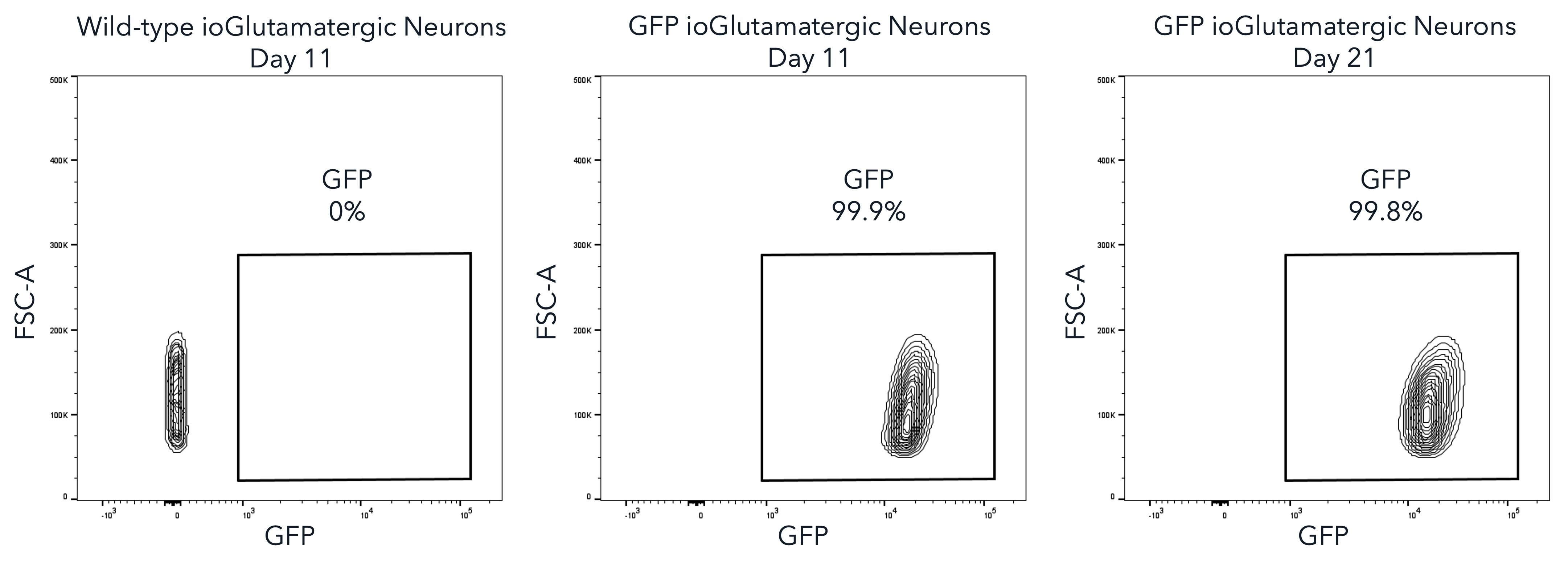 bit.bio-io1107-gfp-glutamatergic-neurons-GFP-expression-flow-cytometry