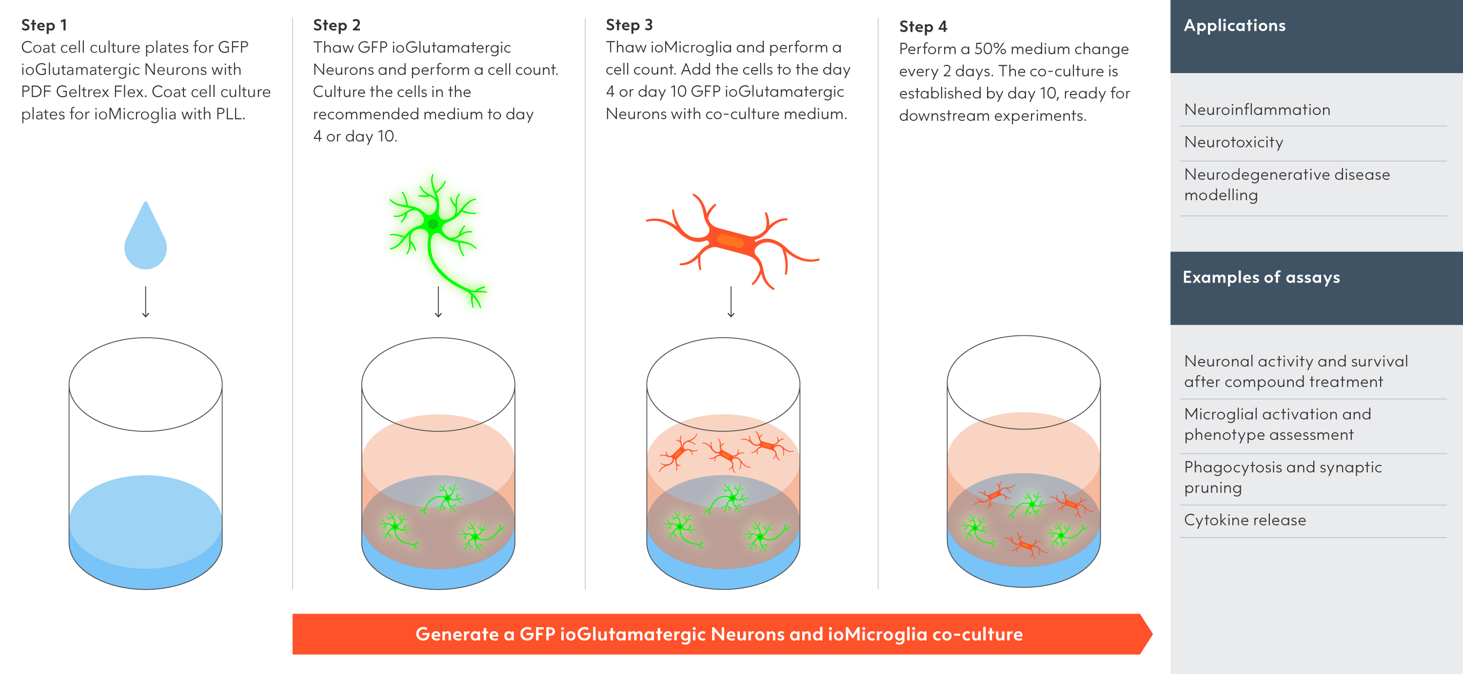 Co-culture workflow for GFP glutamatergic neurons and microglia