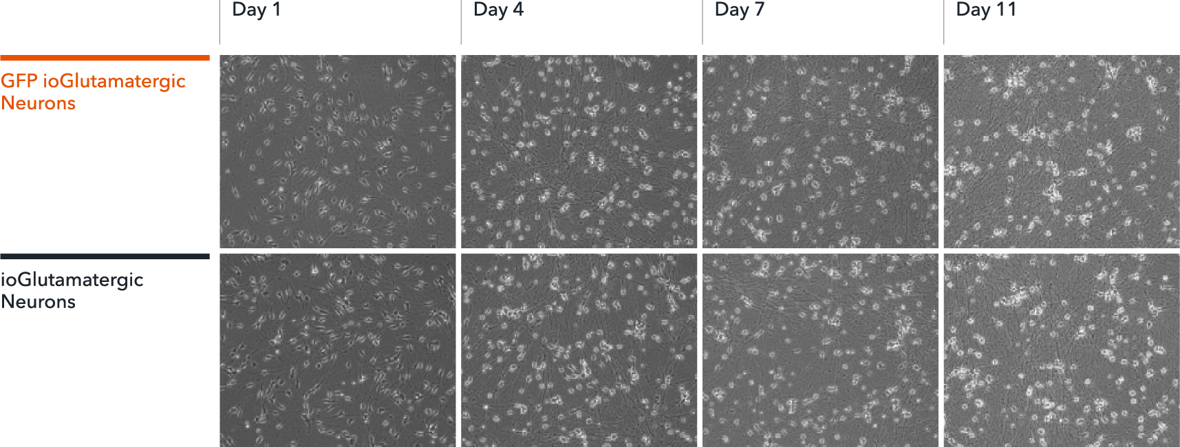 GFP Glutamatergic Neurons show expected neuronal morphology