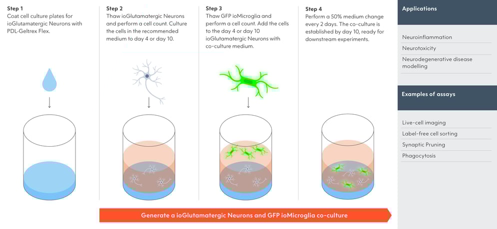 ioGlutamatergic-Neurons-and-GFP-ioMicroglia-co-culture-diagram-26Nov25