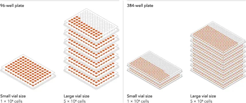ioGlut-WT-well_plate-2