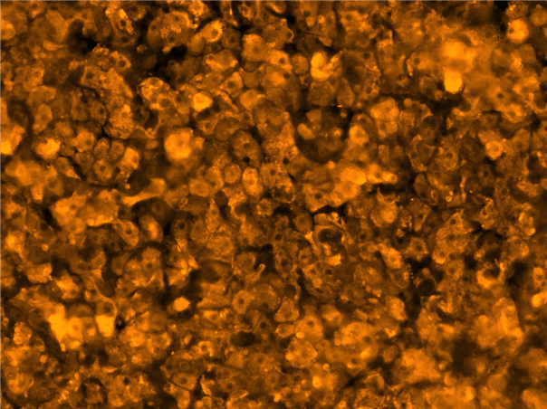 Development of human iPSC-derived hepatocytes for drug discovery, translational research and toxicity testing