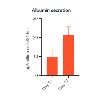 bit.bio_ioHepatocytes_Alb_secretion_ELISA_day11+day17-1