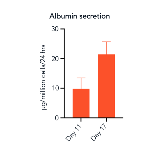 bit.bio_ioHepatocytes_Alb_secretion_ELISA_day11+day17-1