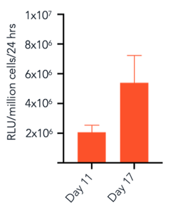 bit.bio_ioHepatocytes_CYP3A4_activity_RLU-1