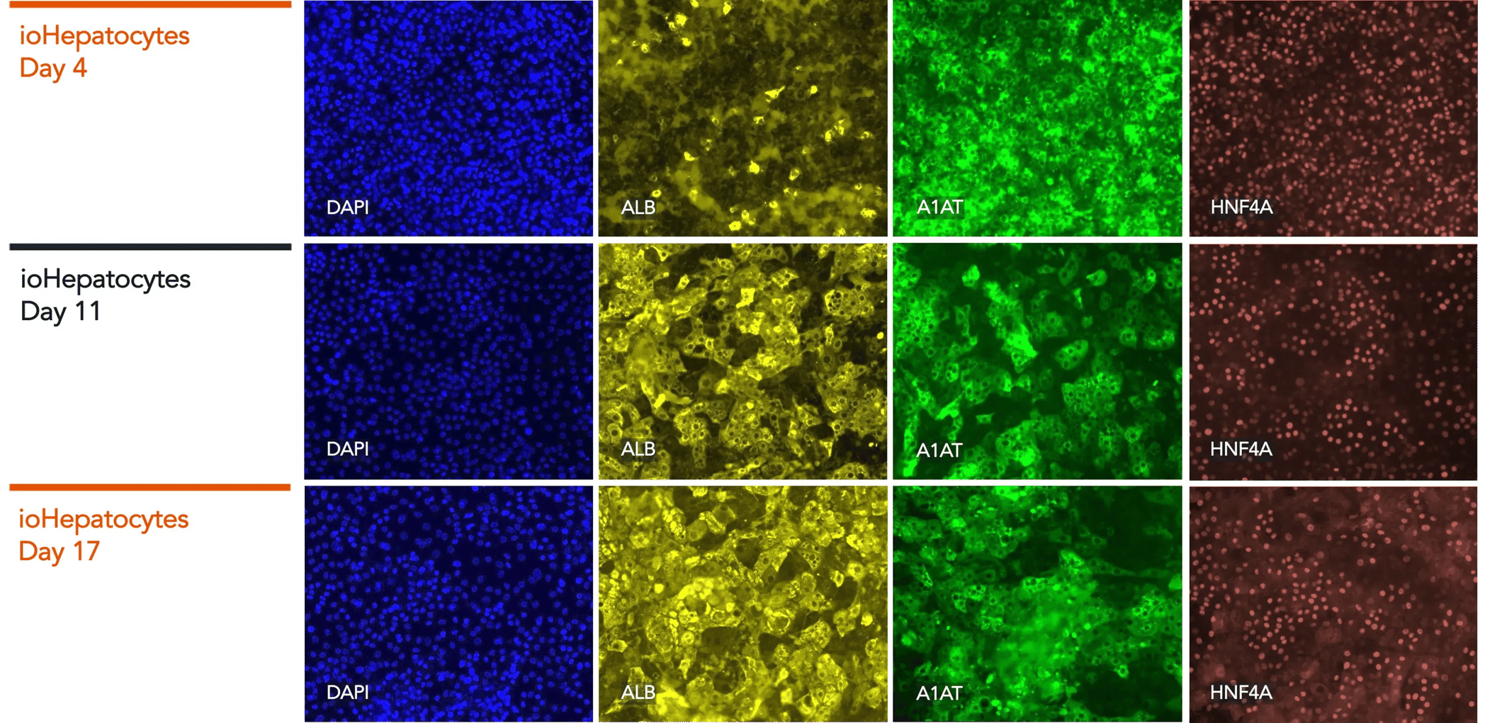 bit.bio_ioHepatocytes_IF_panel_DAPI_ALB_A1AT_HNF4A-1