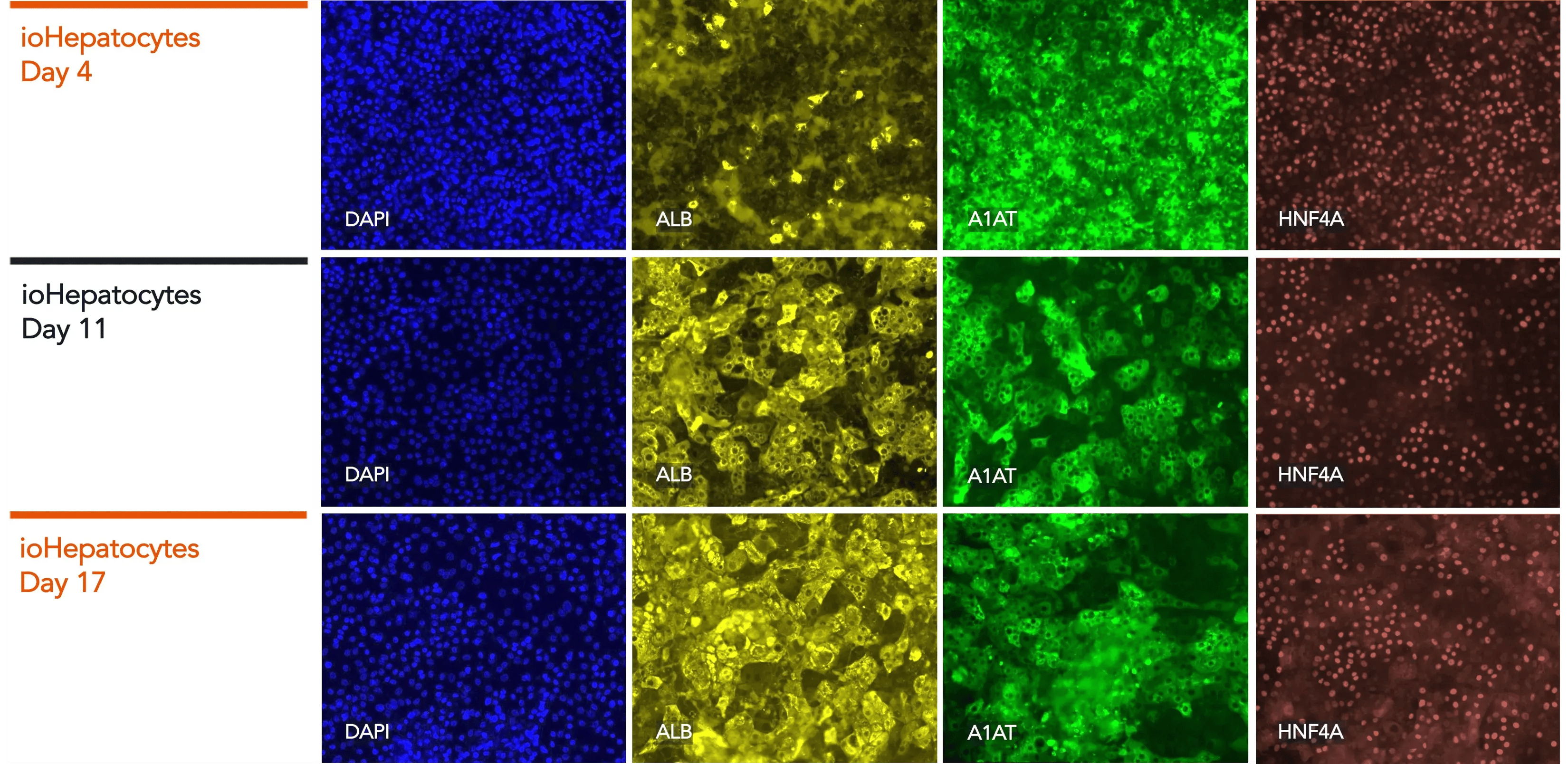 bit.bio_ioHepatocytes_IF_panel_DAPI_ALB_A1AT_HNF4A-1