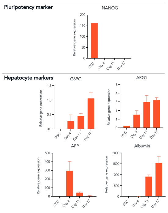 bit.bio_ioHepatocytes_RTqPCR_panel_NANOG_G6PC_ARG1_AFP_ALB