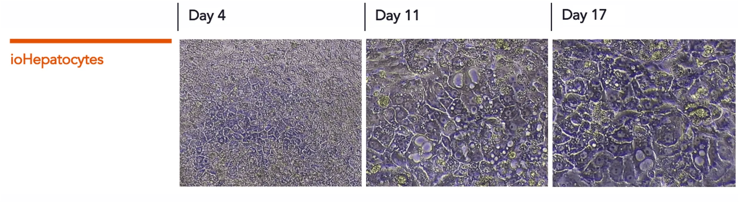 bit.bio_ioHepatocytes_morphology_Day4-day11-day11