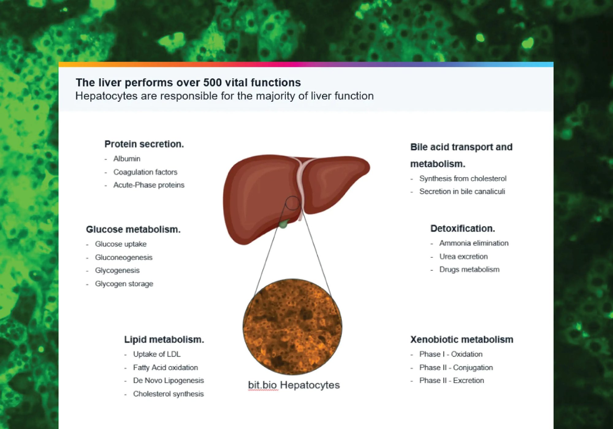 ioHepatocytes-Hepatotoxicity-liver-functions-thumbnail-preview