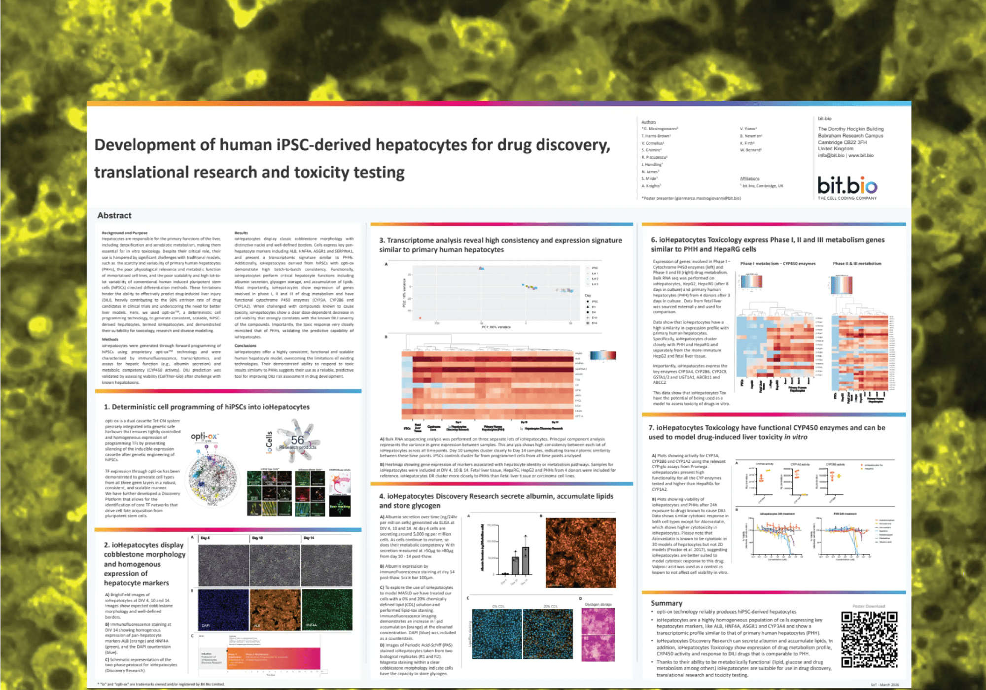 ioHepatocytes-Hepatotoxicity-poster-thumbnail-preview