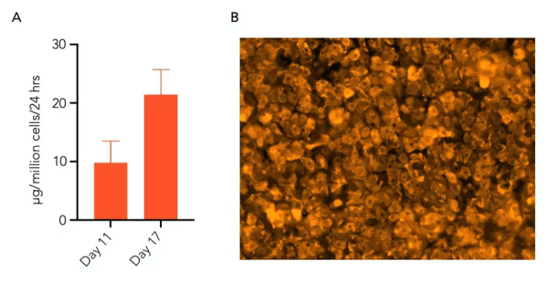 ioHepatocytes-immunocytochemistry-albumin-secretion
