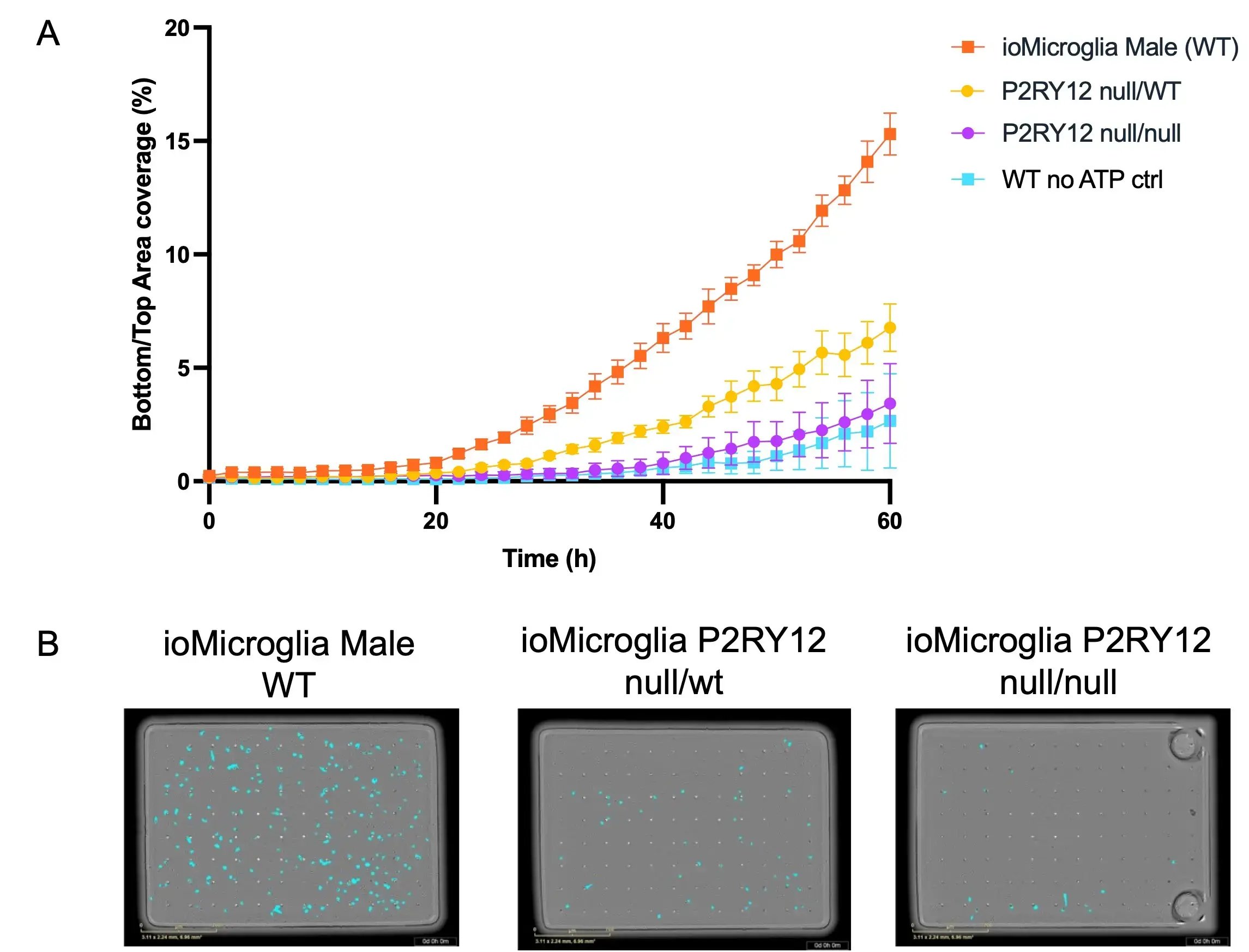 bit.bio_Microglia_P2RY12_chemotaxis_phenotype