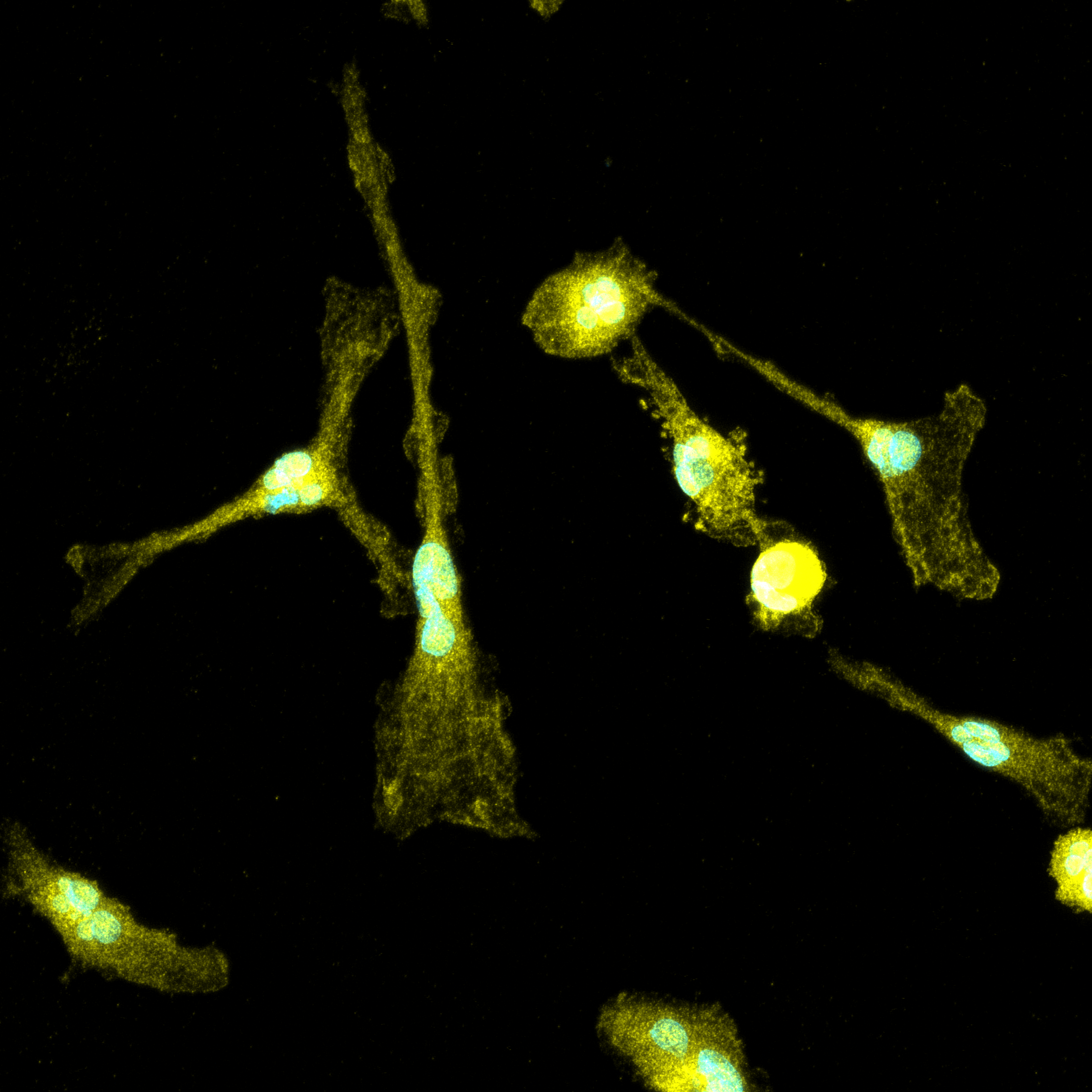 Hero image for microglia P2RY12 knockout null null