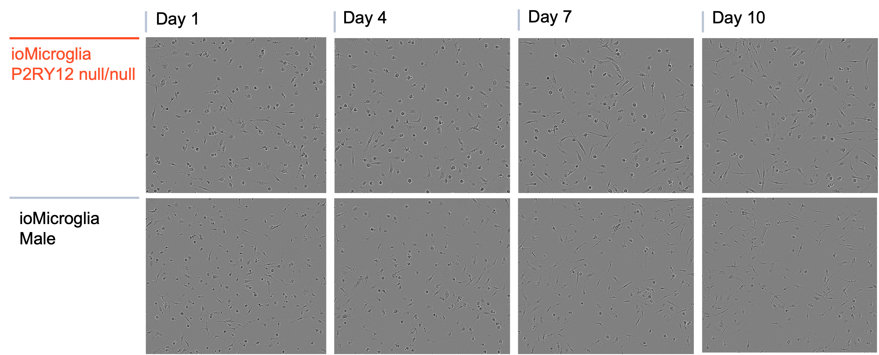 P2RY12 microglia KO HOM BF