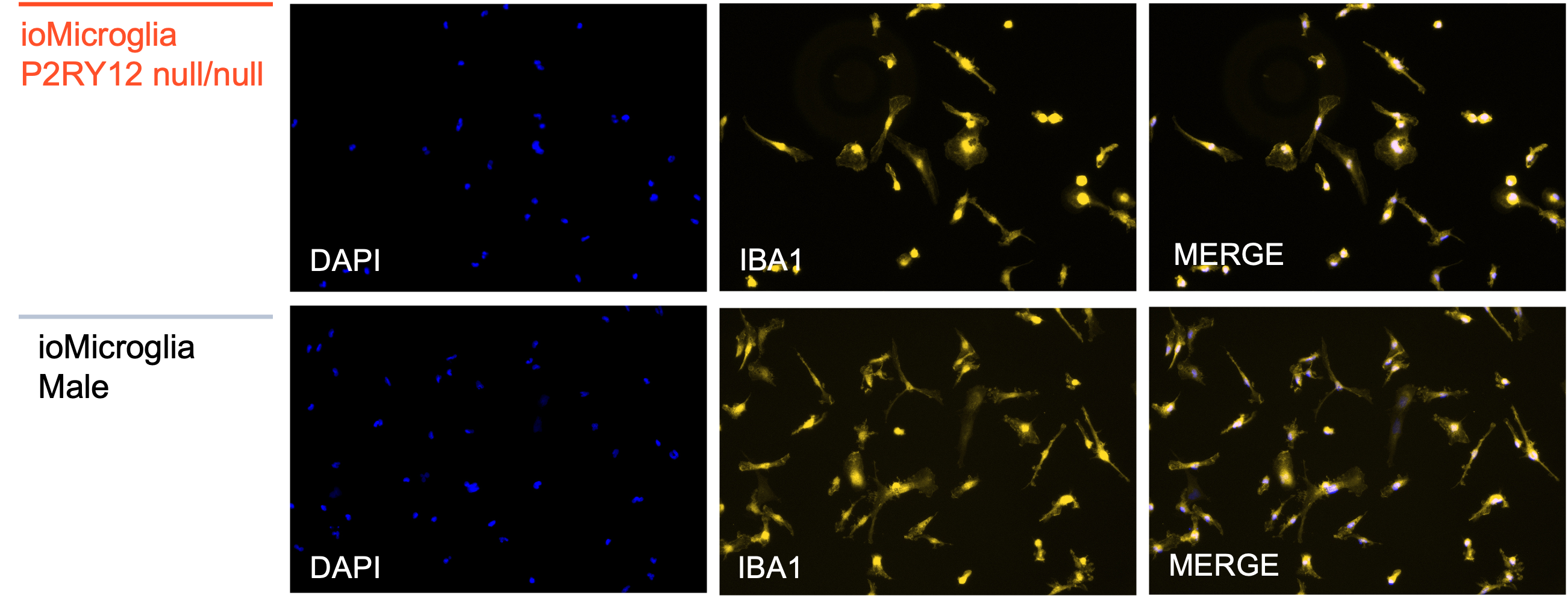 P2RY12 microglia KO HOM ICC