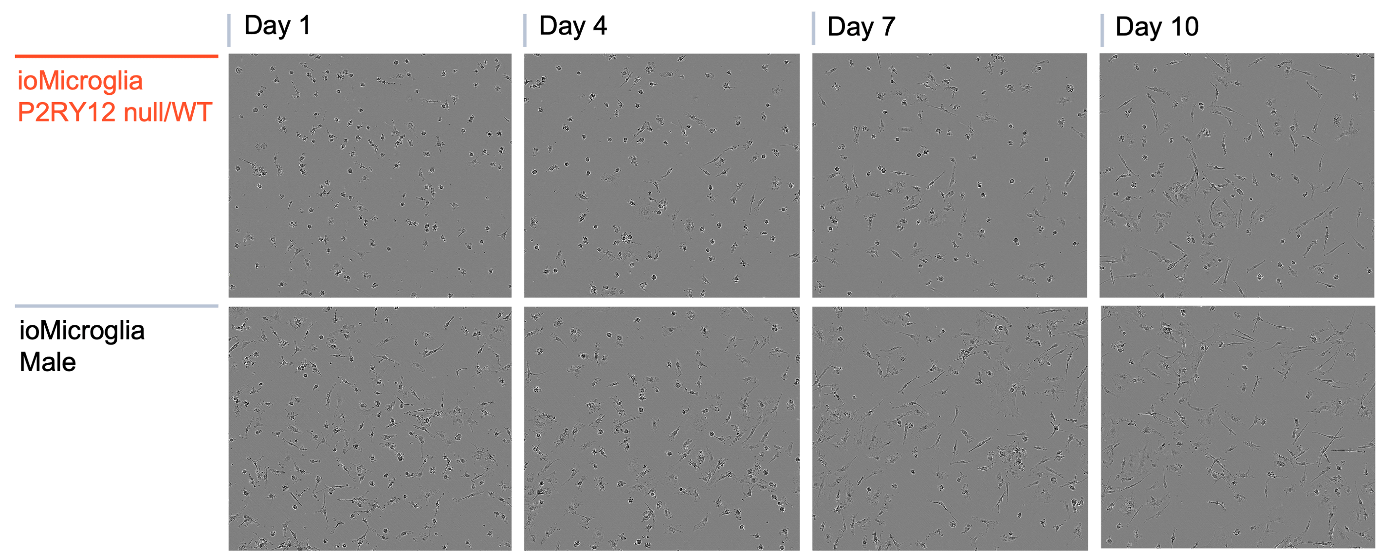 Microglia P2RY12 het ko BF morphology