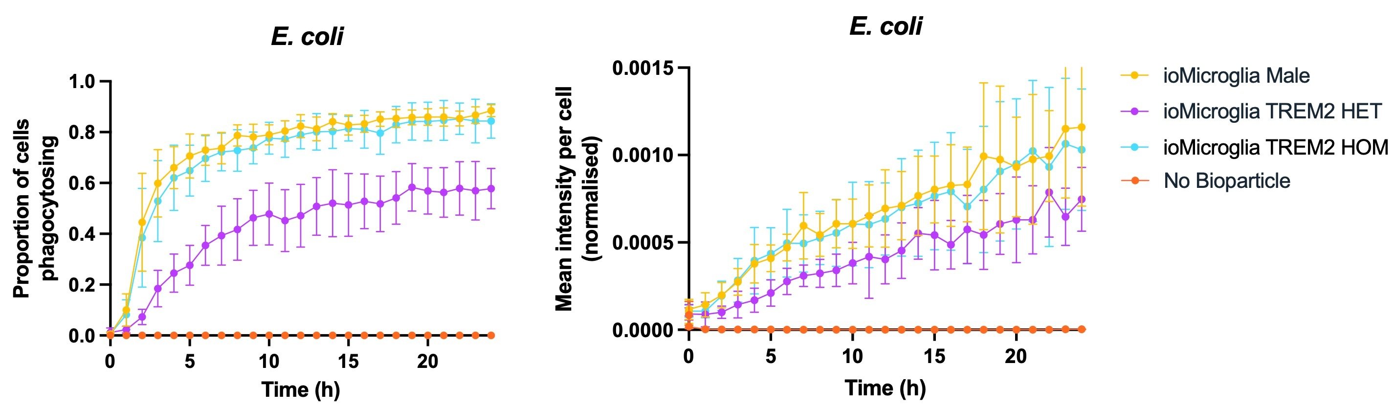 microglia TREM2 e.coli phagocytosis