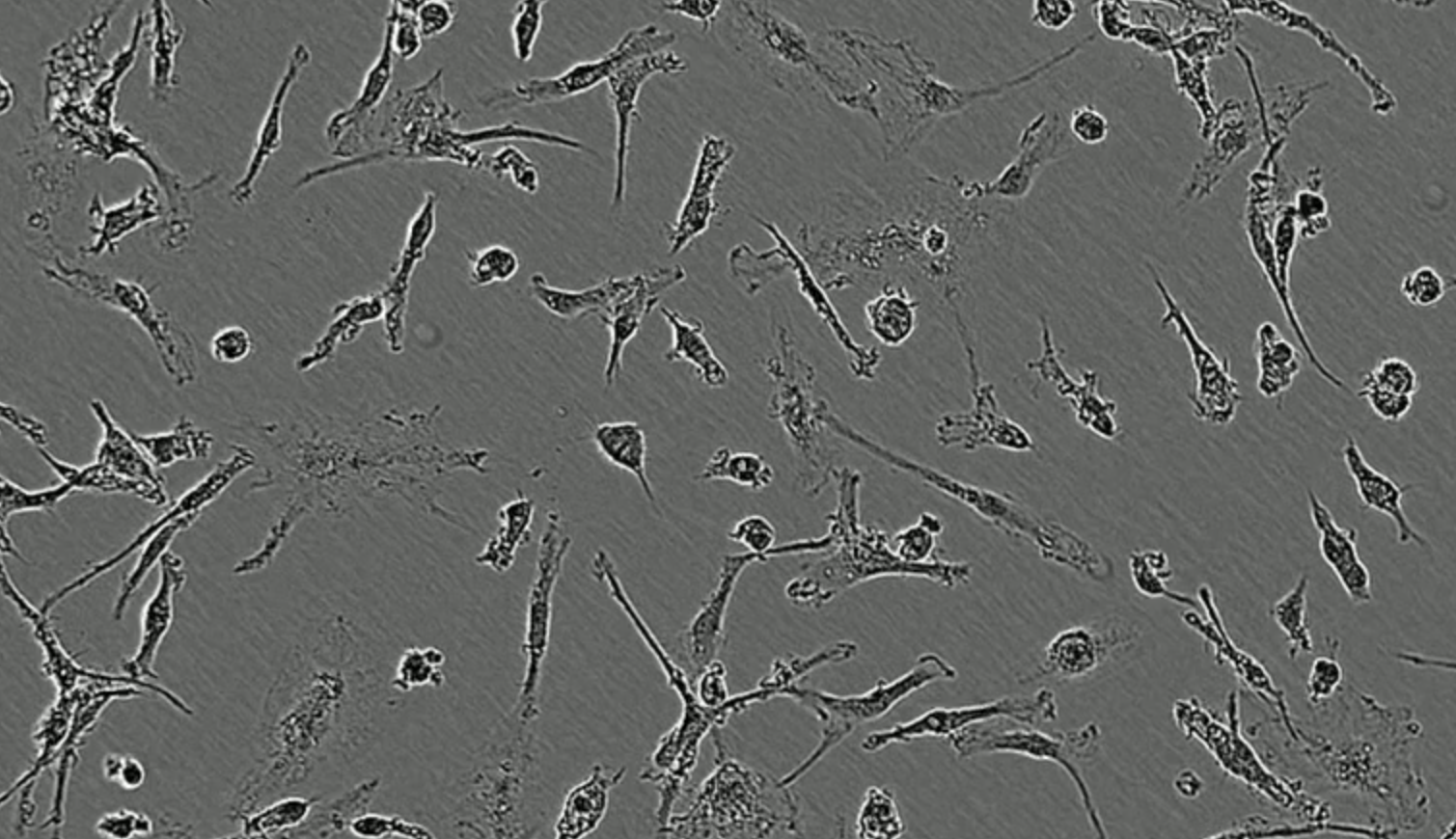 Deterministically programmed human Microglia from a male donor rapidly form a homogenous microglia population