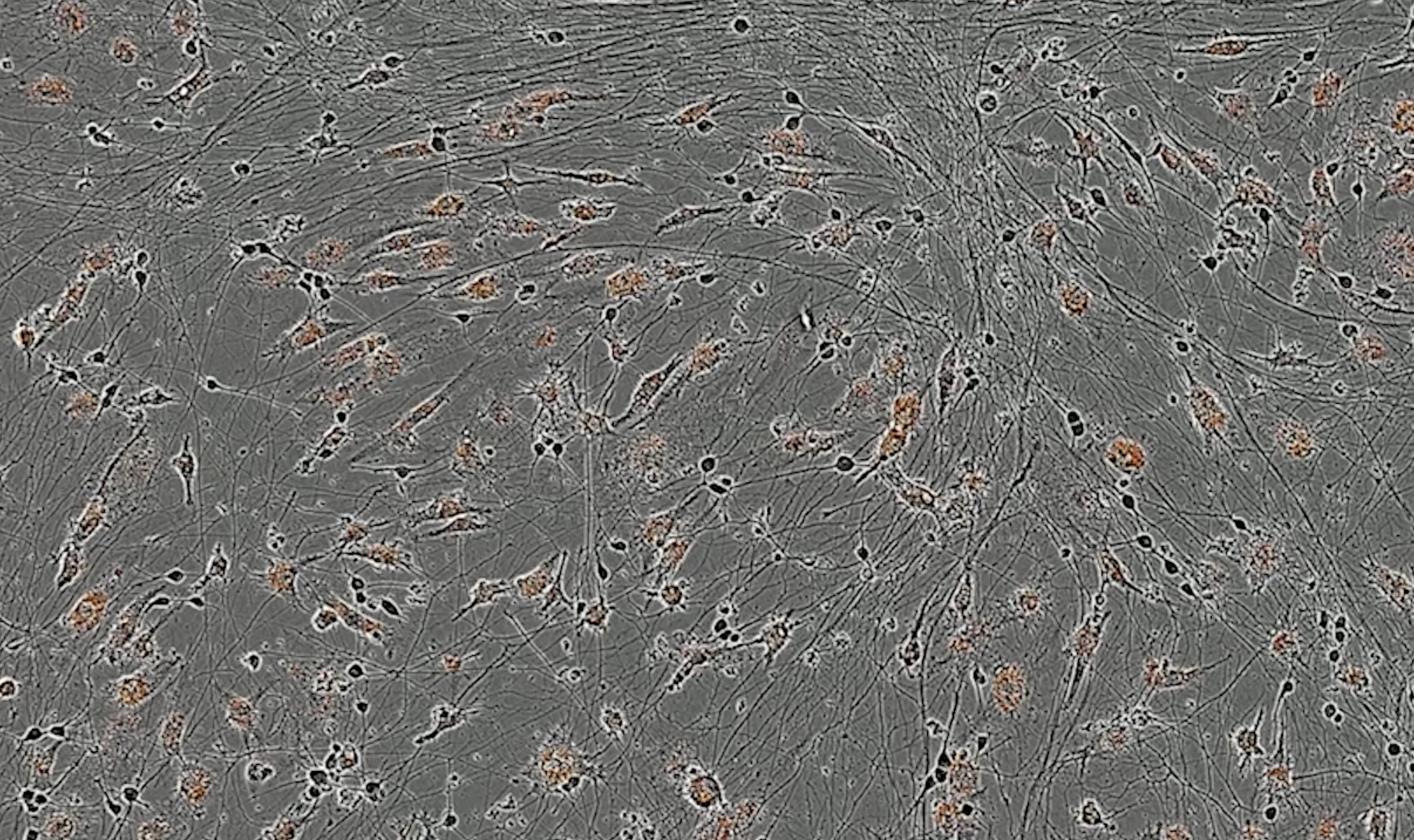 Human iPSC-derived microglia retain phagocytic function in co-culture with Glutamatergic Neurons