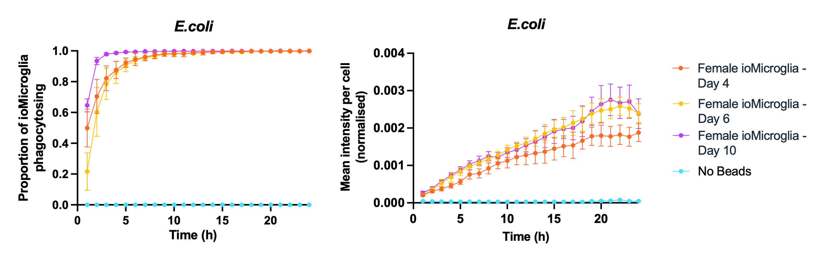 Day 4 phagocytosis female microglia WHITE BACKGROUND