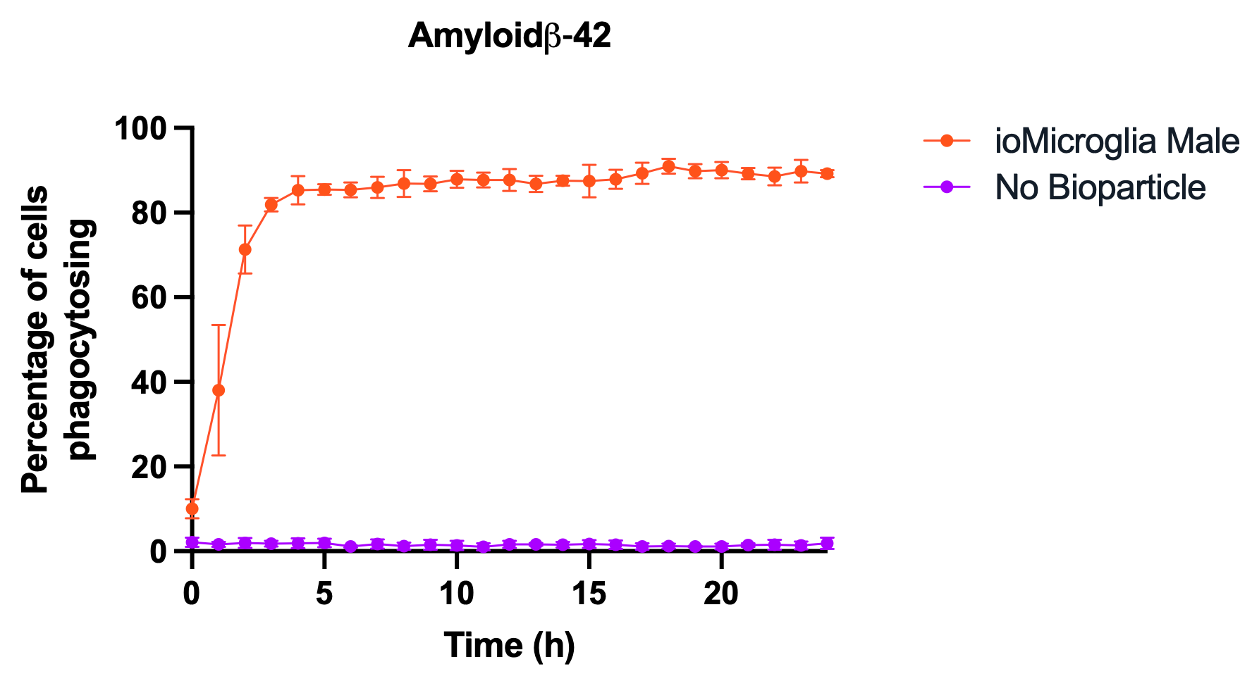 Male phagocytosis AmyloidBeta42 white background